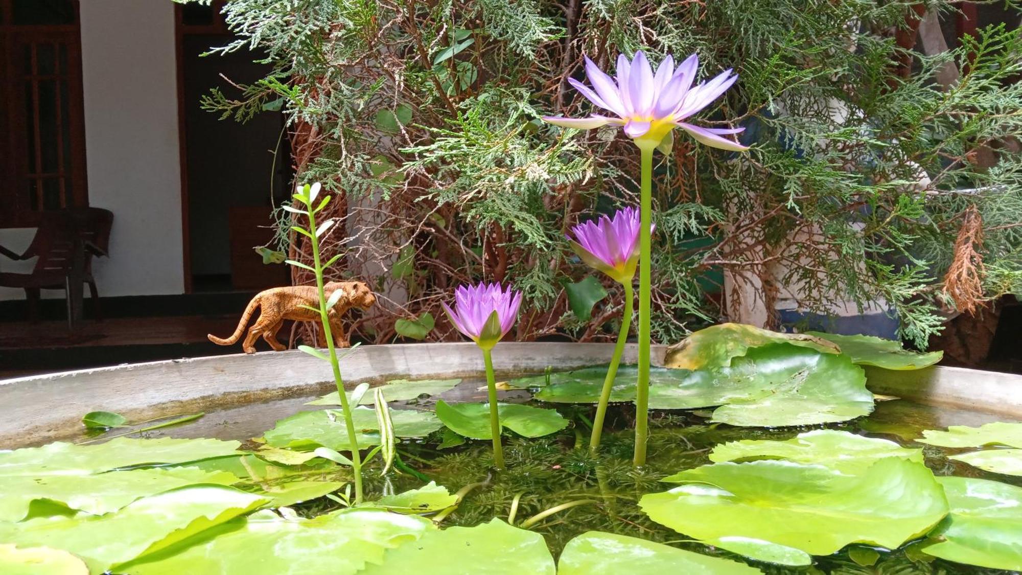 The King'S Garden Resort Дамбулла Екстер'єр фото